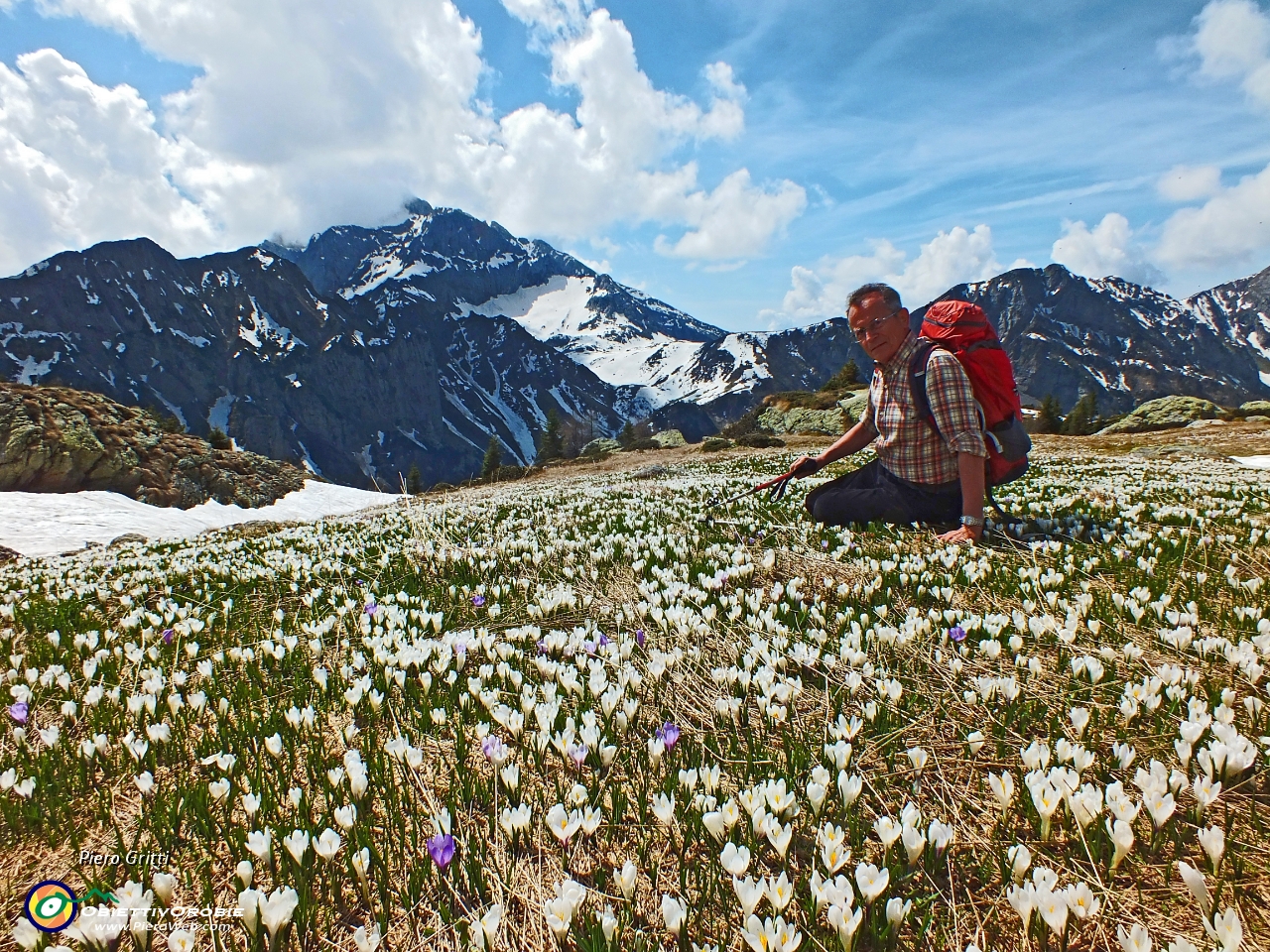 01 Sul Monte Campo tra distese di crosus in fiore.JPG